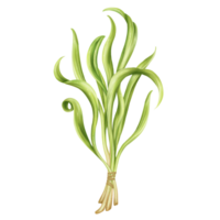 Jeune vert épinard choux pousse de graines. une empaqueter, une bouquet de comestible les plantes. biologique micro-légumes verts pour en bonne santé alimentaire, Naturel plats, régimes. écomarché. isolé illustration. png