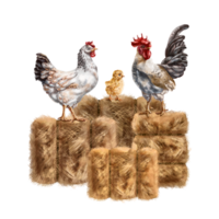 A composition of a white chicken, a chicken and a gray rooster among a pile of golden haystacks. For postcards, textiles, booklets, banners, stickers. Digital illustration. png