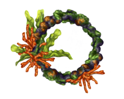 volta quadro, Armação composição com a embaixo da agua mundo. vermelho coral, algas marinhas e Rocha. digital ilustração. para impressão, adesivos, cartazes, cartões postais, imprime. png