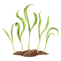 Young green sprouting pea sprouts from seeds. A legume plant growing from the soil in a home garden. Organic micro-greens for healthy food, natural dishes, green salads. Isolated illustration. png