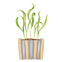 Young green sprouting spinach sprouts from seeds. A plant in a stylish pot made of concrete and wood. Organic micro-greens for healthy nutrition, natural dishes, green salads. Isolated illustration. png