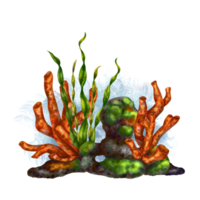 A bright composition with an underwater world. Red coral, seaweed and stone rock. Digital illustration. For printing, stickers, posters, postcards, prints. png