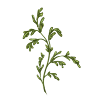 wild bladeren van wit kamille, met groen bladeren. ontwerp voor kruiden thee, natuurlijk cosmetica, aromatherapie, Gezondheid producten, textiel png