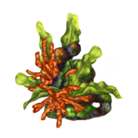 uma brilhante composição com a embaixo da agua mundo. vermelho coral, algas marinhas e pedra Rocha. digital ilustração. para impressão, adesivos, cartazes, cartões postais, impressões png