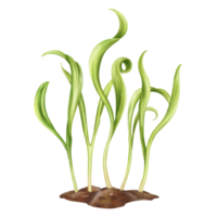 Young green sprouting spinach sprouts from seeds. A plant growing from the soil in a home garden. Organic micro-greens for healthy nutrition, natural dishes, green salads. Isolated illustration. png
