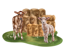 A farmer's composition of haystacks and sheep and cow cubs. For postcards, textiles, booklets, banners, stickers. Digital illustration png