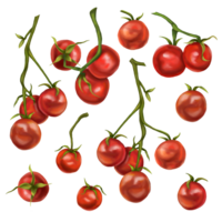 A large set of red cherry tomatoes on a twig. Digital illustration. Applicable for packaging design, postcards, prints, textiles. png