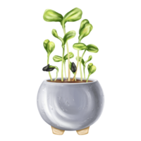 Young green germinating sunflower sprouts from sunflower seeds. A plant in a stylish concrete pot. Organic micro-greens for healthy nutrition, natural dishes, green salads. Isolated illustration png