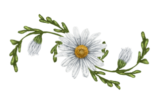 A composition of large wild daisies. Flowers, buds and leaves. Design for herbal tea, natural cosmetics, aromatherapy, health products png