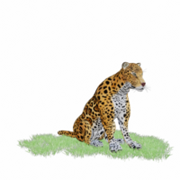 panthera onca isolerat 3d png