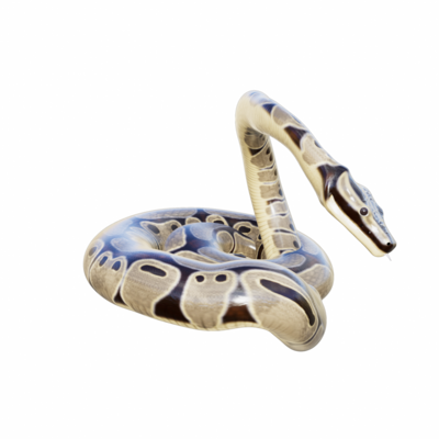 snake python isolated 3d 24485905 PNG