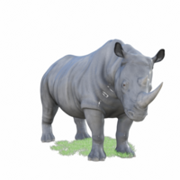 rhinocéros isolé 3d png