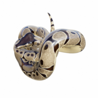 serpiente aislado 3d png