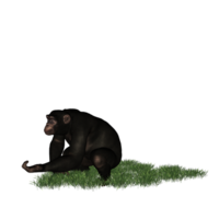 chimpanzé isolado 3d png