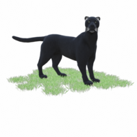 schwarz Panther isoliert 3d png