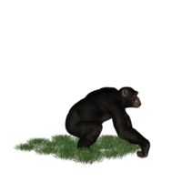 Schimpanse isoliert 3d png