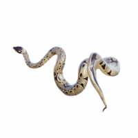 serpente isolado 3d png