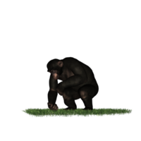 chimpanzee isolated 3d png