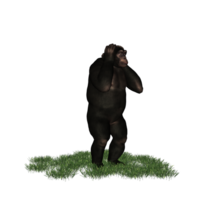 schimpans isolerat 3d png