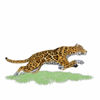 panthera onca isolated 3d png