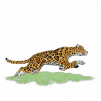 panthera onca aislado 3d png