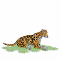 panthera onca isolerat 3d png