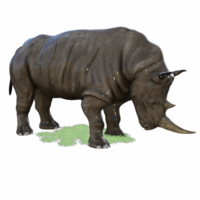 rhinocéros isolé 3d png