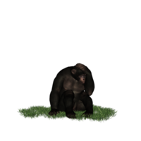 chimpanzee isolated 3d png