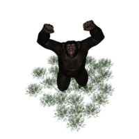 chimpanzee isolated 3d png