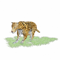 panthera onca isolated 3d png