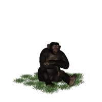 chimpanzé isolé 3d png