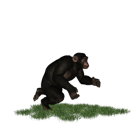 chimpanzee isolated 3d png