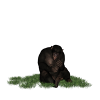 chimpanzé isolé 3d png