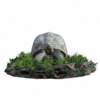 Schildkröte isoliert 3d png