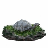 sköldpadda isolerat 3d png