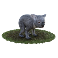 koala isolé 3d png