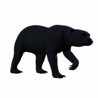 Polar bear isolated 3d png