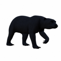 polaire ours isolé 3d png