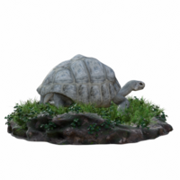 Turtle isolated 3d png