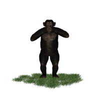 schimpans isolerat 3d png