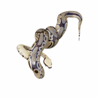 Snake isolated 3d png