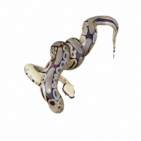 serpente isolato 3d png