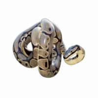 Snake isolated 3d png