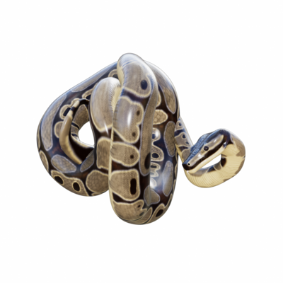 snake python isolated 3d 24486015 PNG