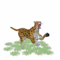 Panthera onca isoliert 3d png