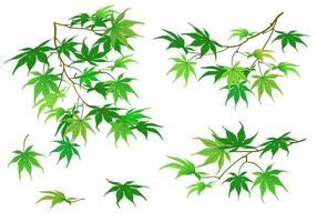 Summer branches hang from above with green leaves on a white background. Japanese maple in cartoon style. Vector. Spring background. vector