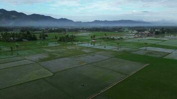 Antenne Aussicht von Paddy Felder. Antenne Aussicht von Landwirtschaft im Reis Felder zum Anbau im gorontalo Provinz, Indonesien. natürlich das Textur zum Hintergrund video