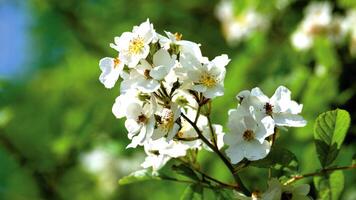 natural flores verde el árbol con naturaleza antecedentes gratis imagen foto