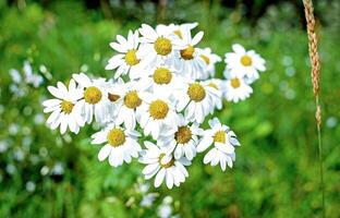 natural verano temporada vistoso flores en el árbol con verde naturaleza antecedentes foto