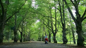 mujer tomando su niño para un caminar en bosque video